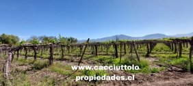 SE VENDEN 2 PARCELAS JUNTAS O POR SEPARADAS, con plantaciones de uva de exportación y derechos de ag