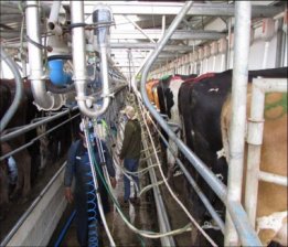 Agricola en Venta en  Ancud, Chiloe