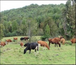 Agricola en Venta en  Queilén, Chiloe