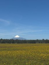 Agricola en Venta en  Puerto Octay, Osorno