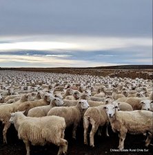 Estancia Las Rosas 2500 hectareas, Activo Estratégico, comuna de Primavera, en Tierra del Fuego
