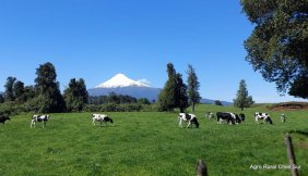 Agricola en Venta en  Puerto Octay, Osorno