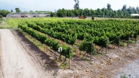 Parcela en Venta en  Panquehue, San Felipe de Aconcagua