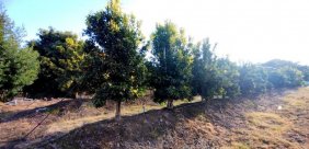 Parcela 5920m² con paltos y naranjos en producción, Pichidegua