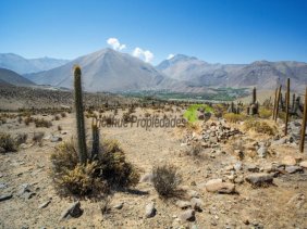 Venta de parcela en sector Mamalluca (Vicuña, Valle del Elqui), 5.000 m2. $35 millones 
