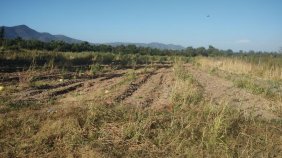 Foto Terreno en Venta en Zuñiga, Zuñiga, Cachapoal - $ 65.000.000 - TEV149185 - BienesOnLine