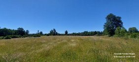En venta campo de 49,9 hectareas sector de la comuna de Fresia, sur de Chile