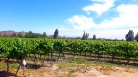 Agricola en Venta en  Isla de Maipo, Talagante