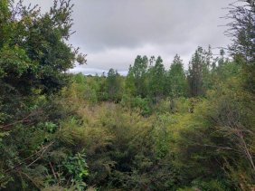 Parcela en Venta en Diaz Lira Queilén, Chiloe