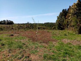 Parcela 5000 m2 en montemar Quemchi 
