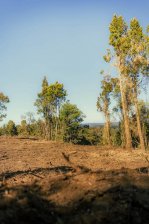 Parcela de 1 hectareas en Quenuir, a solo 5 minutos de la playa