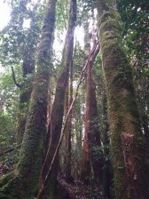 Parcela en Venta en agoni Queilén, Chiloe