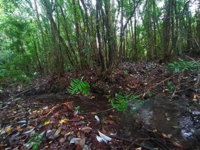 Parcela en Venta en  correntoso, Llanquihue