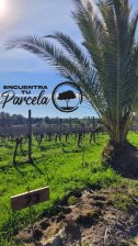 Parcela en Venta en Sector chequen Marchihue, Cardenal Caro