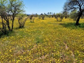 Parcela en Venta en  San Nicolás, Ñuble