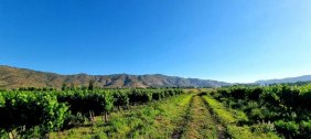 Parcela en Venta en VI Región Santa Cruz, Colchagua