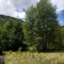 PUCON / VENTA TERRENO 5.000 MTS2 APP PARAISO ESCONDIDO