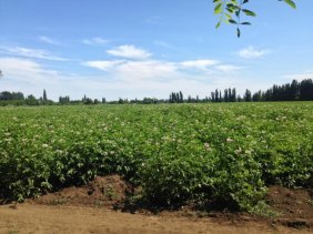 SE VENDEN 5.5 ha. Con agua suelo de primera trumao negro apto para todo de cultivo.