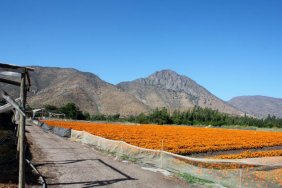 VENDEMOS parcela a orilla de carretera