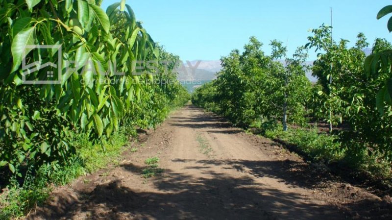 VENDEMOS Parcelas con nogales como inversión o vivir