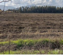 Foto Agricola en Venta en Ñiquén, Ñuble - $ 1.500.000.000 - AGV138163 - BienesOnLine