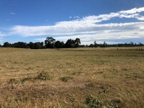 VENDO CAMPO DE 205 HÁ EN FRESIA