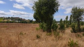 Foto Parcela en Venta en Sector El  Barco, Ñipas. comuna de Ranquil. Región, Ñuble - $ 28.500.000 - PAV148679 - BienesOnLine