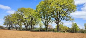 Loteo en Venta en  Frutillar, Osorno