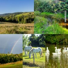 Agricola en Venta en Palihue Los Muermos, Llanquihue