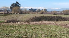 Agricola en Venta en  Curicó, Curicó